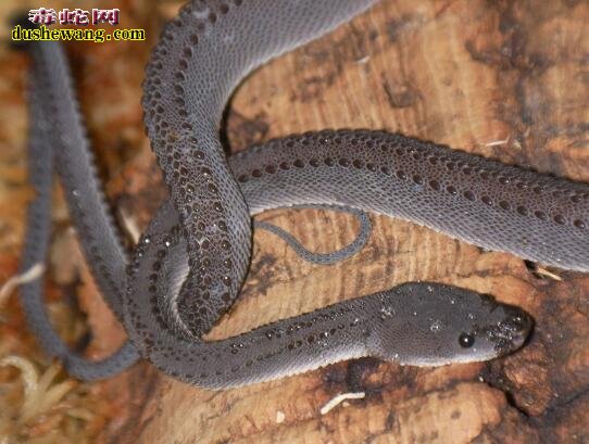 “龙蛇”：一种长的最像龙的蛇--爪哇闪皮蛇