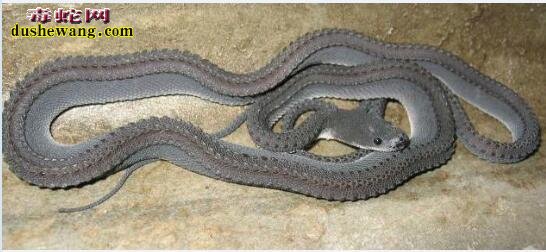 “龙蛇”：一种长的最像龙的蛇--爪哇闪皮蛇