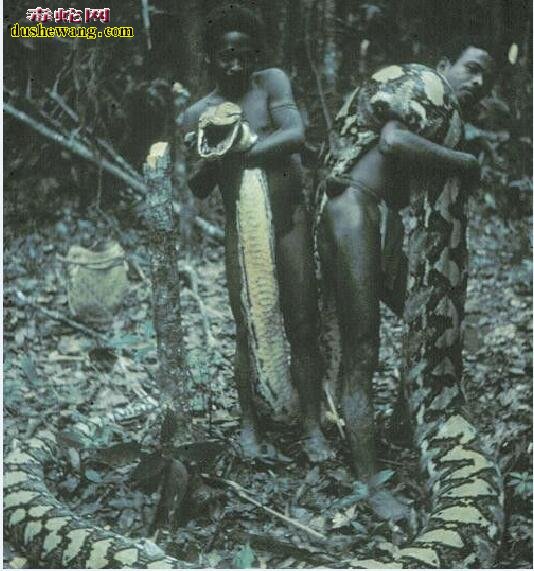 十大传说巨蛇，世界上都有哪些传说中的巨蛇！