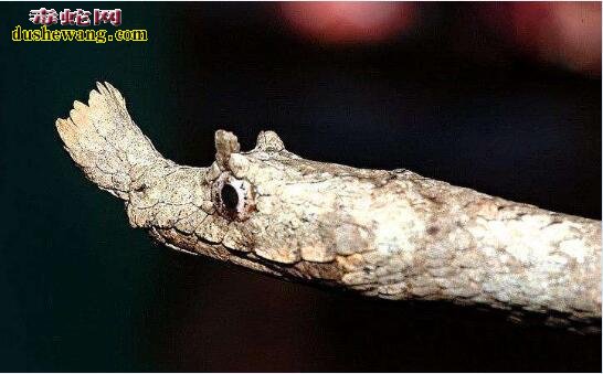 马达加斯加叶鼻蛇