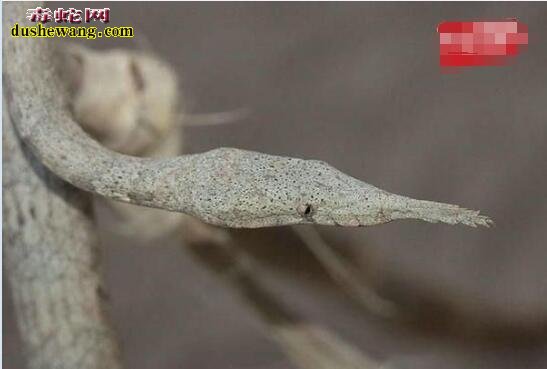 马达加斯加叶鼻蛇图片