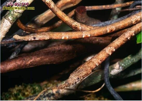 马达加斯加叶鼻蛇图片