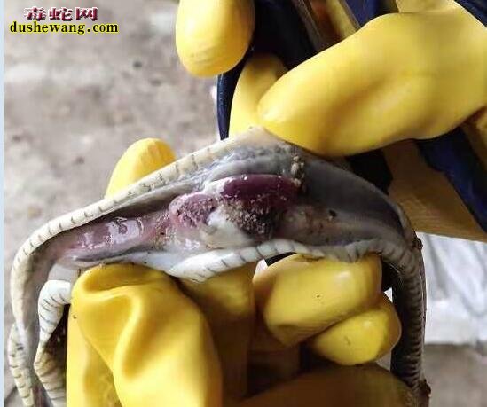一组水律蛇养殖场病蛇解剖求助分享