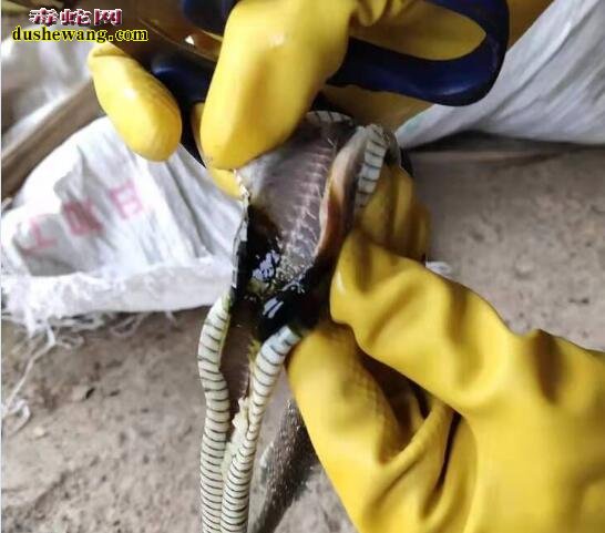 一组水律蛇养殖场病蛇解剖求助分享