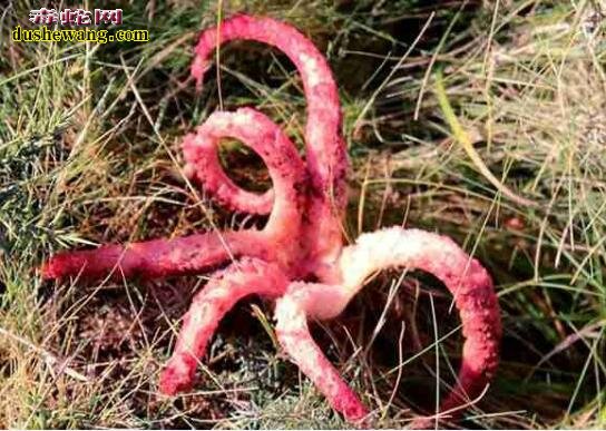 阿切氏笼头菌是什么鬼？小伙野外发现的蛇蛋裂开成如红色章鱼！