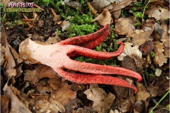 阿切氏笼头菌是什么鬼？小伙野外发现的蛇蛋裂开成如红色章鱼！