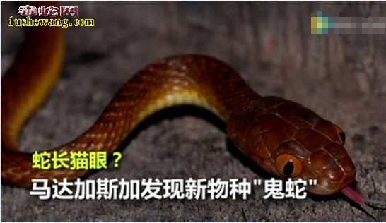 “鬼蛇”！马达加斯加发现新蛇种
