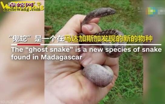 “鬼蛇”！马达加斯加发现新蛇种