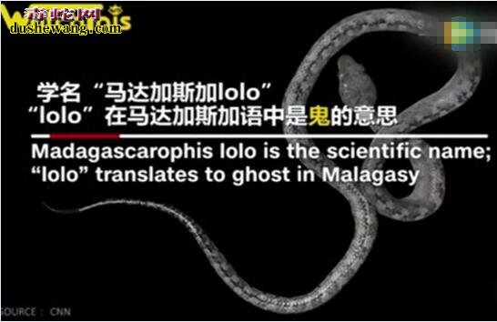 “鬼蛇”!马达加斯加发现新蛇种