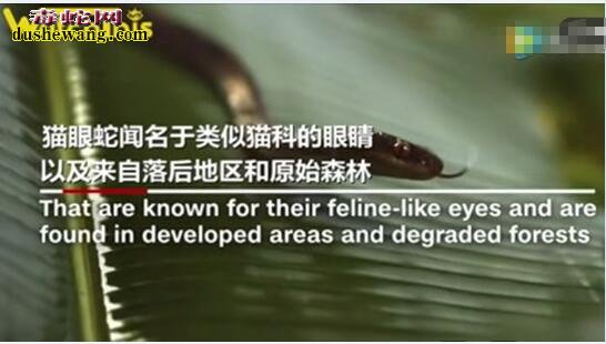 “鬼蛇”!马达加斯加发现新蛇种
