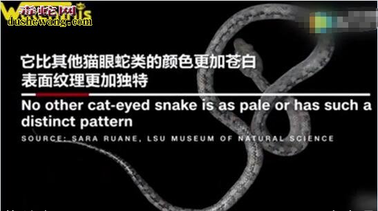 “鬼蛇”!马达加斯加发现新蛇种
