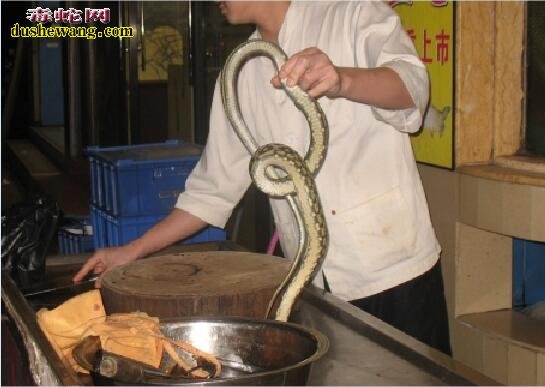 吃蛇肉会中毒吗