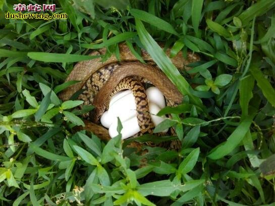 2019年蛇蛋已经出来了!种蛇蛋越早越好吗?