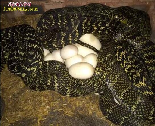 大王蛇成蛇时间、大王蛇饲养多久可以产蛋？