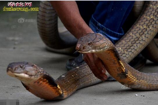 眼镜王蛇毒性、眼镜王蛇不是最毒的蛇但是致死率远高于银环蛇！