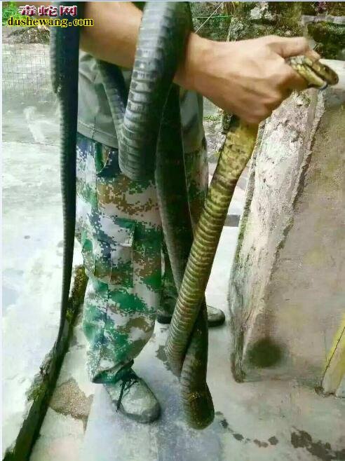 眼镜王蛇毒性、眼镜王蛇不是最毒的蛇但是致死率远高于银环蛇！