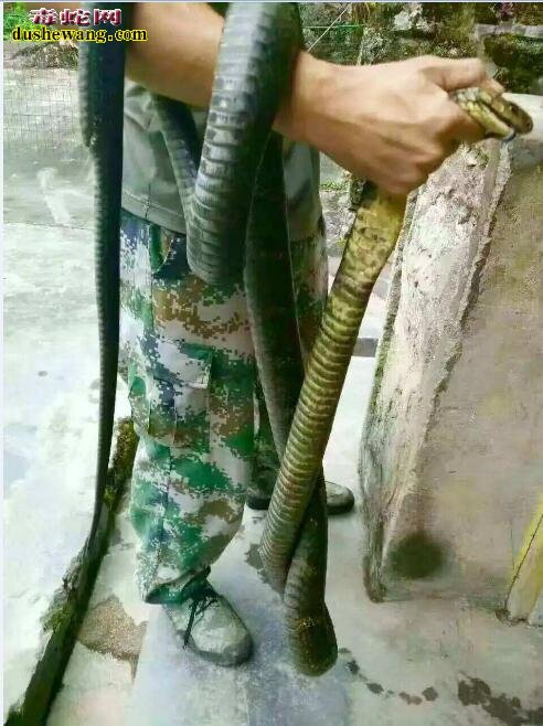 眼镜王蛇毒性、眼镜王蛇不是最毒的蛇但是致死率远高于银环蛇!
