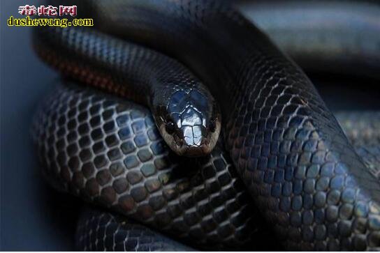 热带美洲毒蛇拟蚺、以毒蛇喂食能免疫十余种蛇毒！