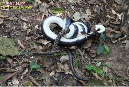 热带美洲毒蛇拟蚺、以毒蛇喂食能免疫十余种蛇毒！