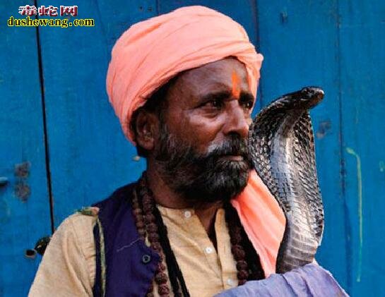 为什么印度人喜欢养眼镜蛇？