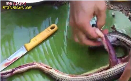 柬埔寨妹子野外爆炒水蛇