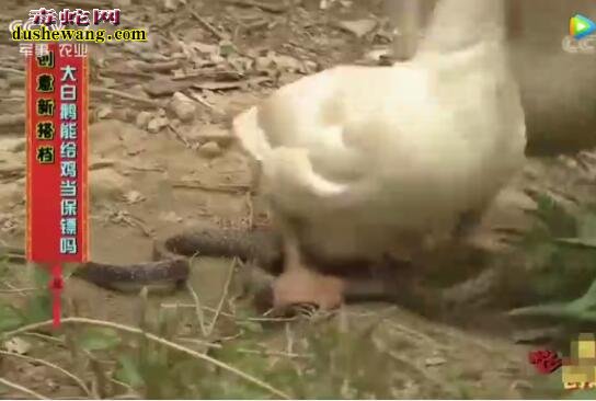 大白鹅vs蛇！来看看呆萌的大白鹅是如何敏捷的战败蛇的！