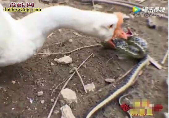 大白鹅vs蛇！来看看呆萌的大白鹅是如何敏捷的战败蛇的！
