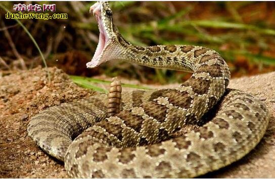 眼镜蛇和响尾蛇有什么区别？