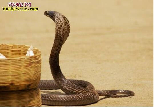 眼镜蛇和响尾蛇有什么区别？