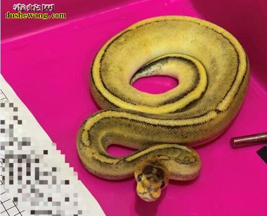 球蟒价格?球蟒现在多少钱一条?