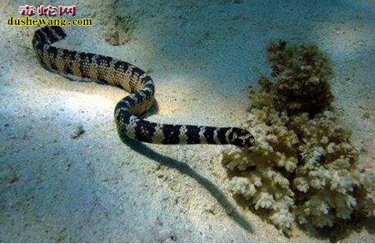 海蛇有多大?传说中的大海蛇存在吗?