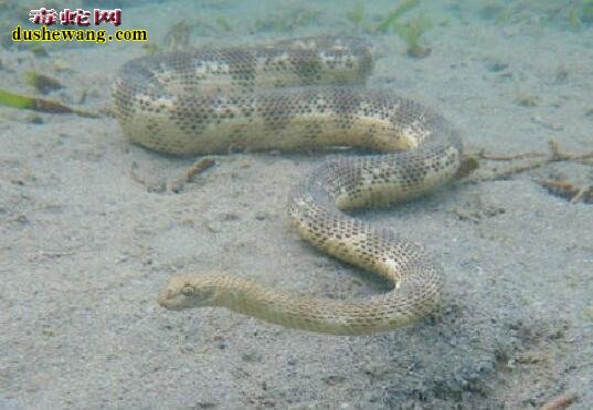 海蛇寿命、海蛇能活多少年？