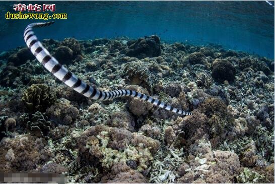 海蛇寿命、海蛇能活多少年？