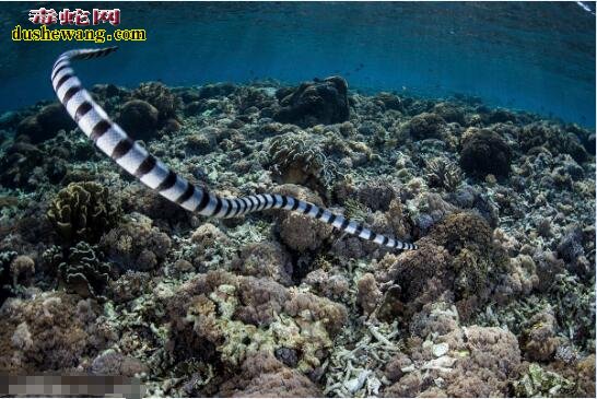 海蛇寿命、海蛇能活多少年?
