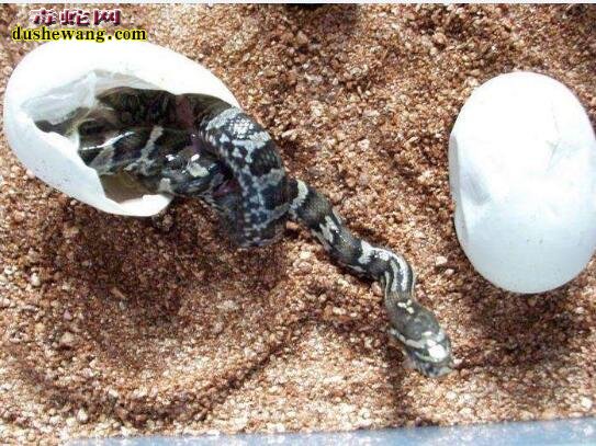 棕黑锦蛇从苗子到成体需要多久？