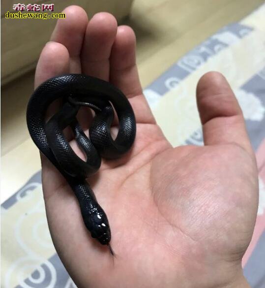 黑王蛇价格多少钱一条?黑王蛇1600贵吗?