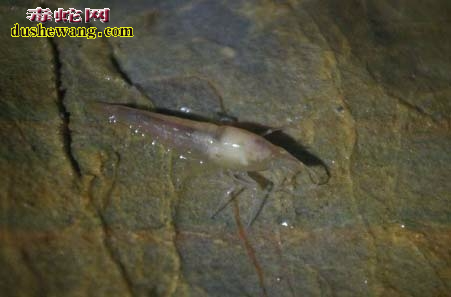广西珍惜洞穴动物:盲鱼、盲虾什么样的你知道吗?