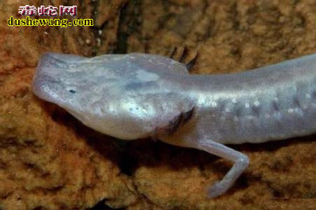 广西珍惜洞穴动物：盲鱼、盲虾什么样的你知道吗？