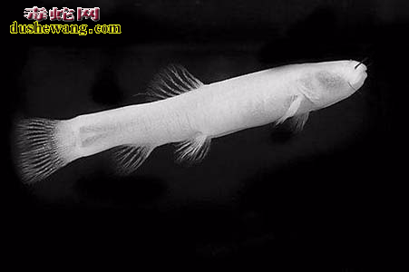 广西珍惜洞穴动物：盲鱼、盲虾什么样的你知道吗？