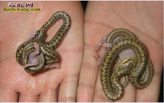 小型宠物蛇
