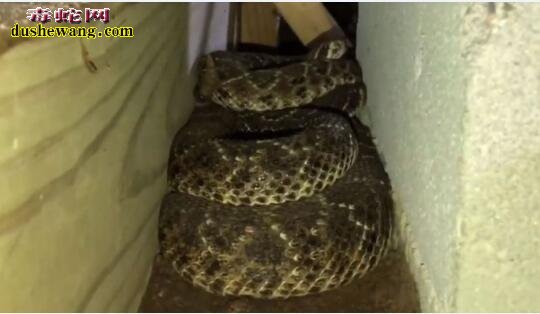 德克萨斯州一住宅抓到45条响尾蛇！还有有捕蛇公司！