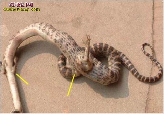 村民修路挖出长脚的蛇！难道是传说中的龙形生物？