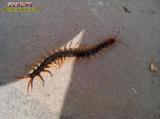 家里有蜈蚣有何征兆?代表什么意思?