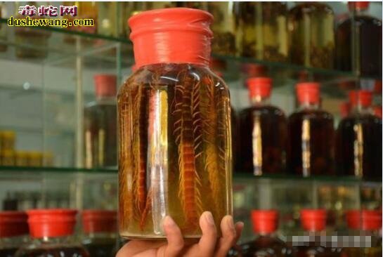 蜈蚣泡酒有什么功效?蜈蚣酒的作用有哪些?