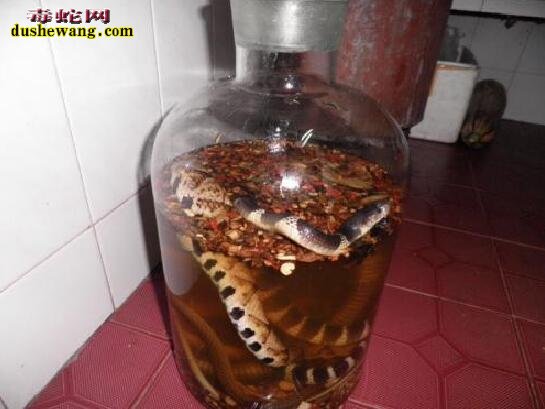 把蛇烤干了泡酒会影响效果吗?