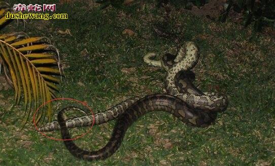 巨蟒的蛇鞭有多大？蟒蛇鞭和其他蛇鞭一样能壮阳吗？