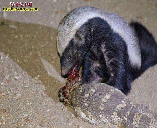 蜜獾vs巨蜥！平头哥直接上去肯吃、没当回事！