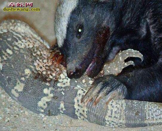 蜜獾vs巨蜥!平头哥直接上去肯吃、没当回事!