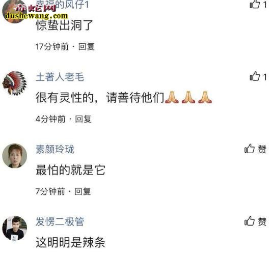 惊蛰出暖群蛇出洞!盐城马路出现大量蛇群引围观!