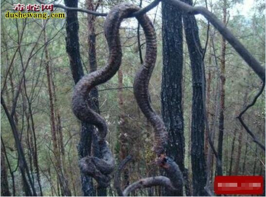 中国最真实的渡劫事件！安徽蟒蛇、终南山200岁道士渡劫！